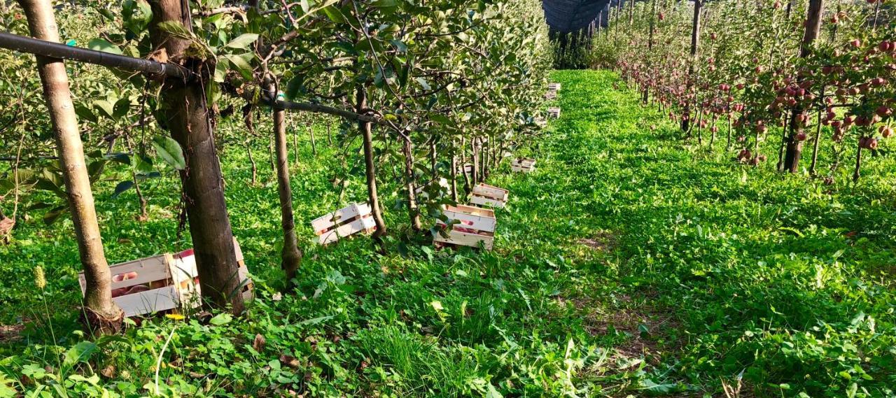 Loft Naturalpina Dolomiti Farm Belluno Eksteriør bilde
